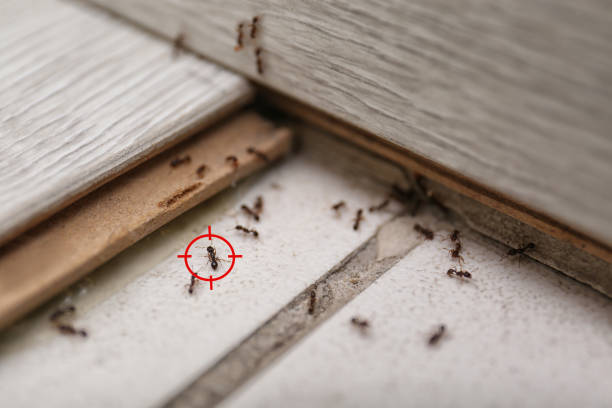 Best Wasp Removal Services  in Sturgeon, PA