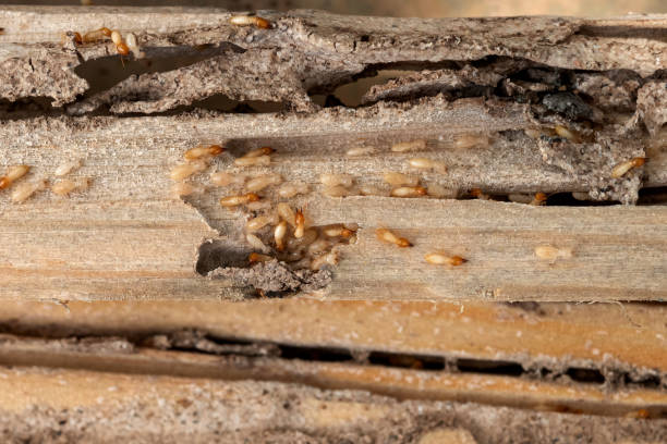 Trusted Sturgeon, PA Pest Control Experts